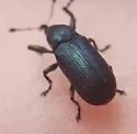 Magdalis gentilis - photo 5
