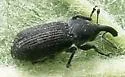 Magdalis gracilis - photo 5