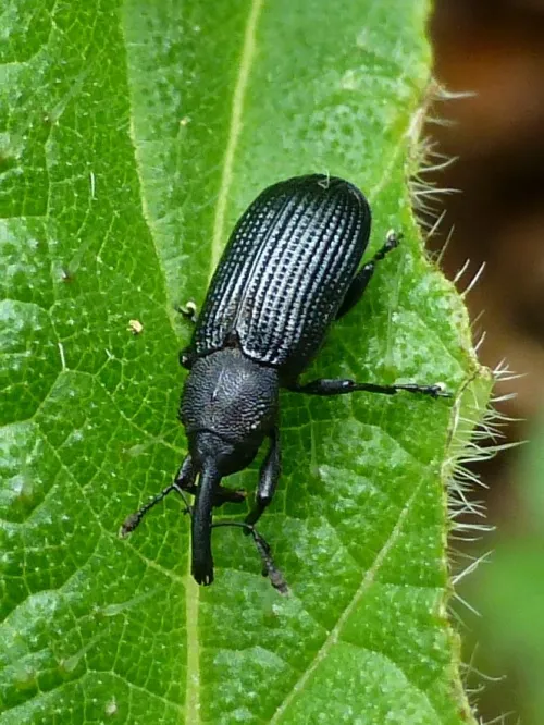 Magdalis memnonia - Magdalis memnonia