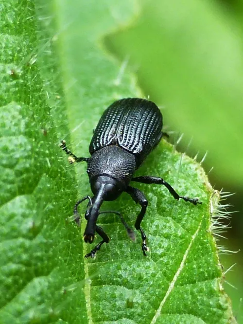 Magdalis memnonia - photo 2