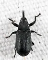 Magdalis piceae - photo 4