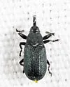 Magdalis piceae - photo 5