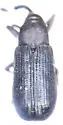 Magdalis striata - Magdalis striata