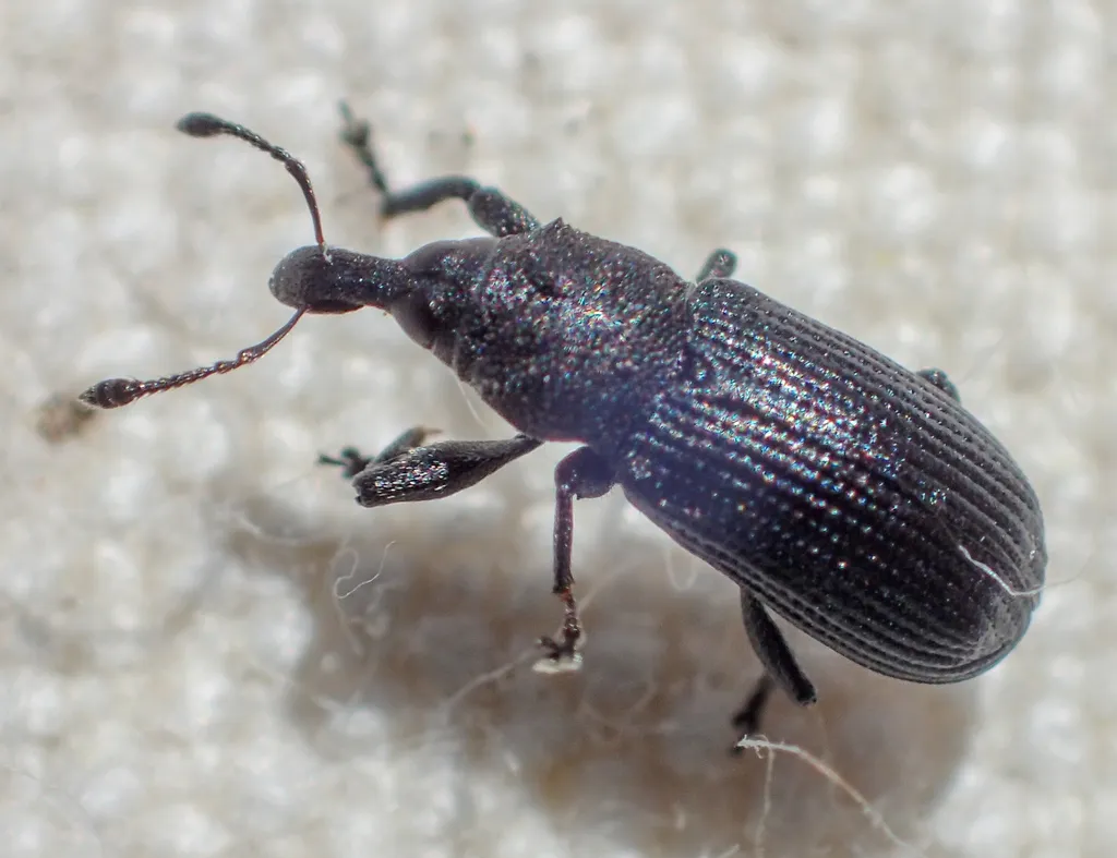 Magdalis subtincta - photo 2