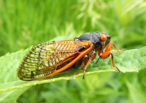 Cassin's 17-year Cicada
