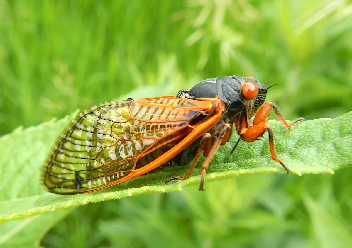 Cassin's 17-year Cicada - photo 2