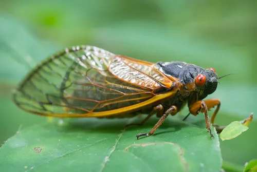 Linnaeus' Periodical Cicada