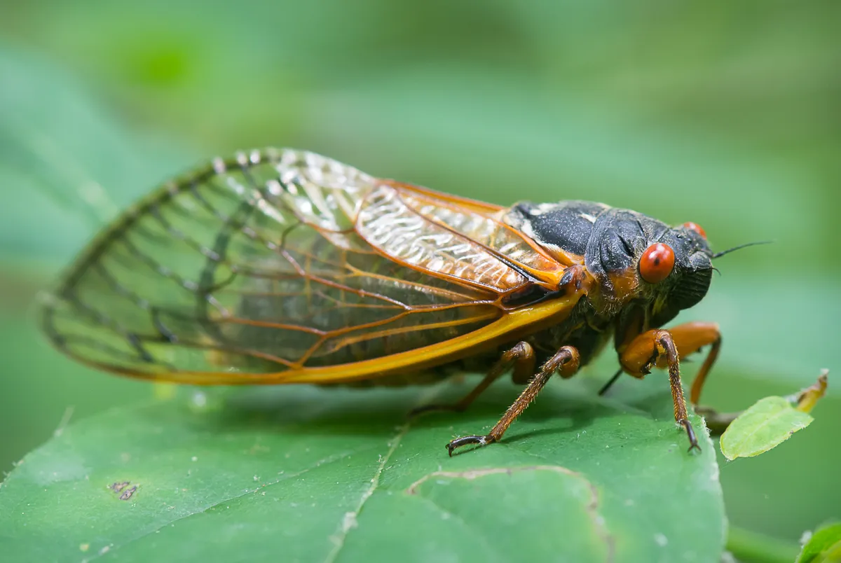 Linnaeus' Periodical Cicada - photo 3