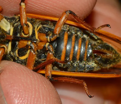 The Little 17-year Cicada