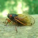 Cassin's 13-year Cicada
