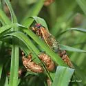 Cassin's 13-year Cicada - photo 2