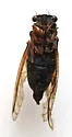 Cassin's 13-year Cicada - photo 4