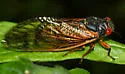 Cassin's 13-year Cicada - photo 5