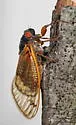 Riley's 13-year Cicada