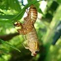 Riley's 13-year Cicada - photo 2