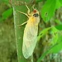 Riley's 13-year Cicada - photo 3