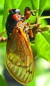 Riley's 13-year Cicada - photo 4