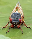 Riley's 13-year Cicada - photo 5