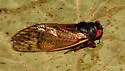 The Little 13-year Cicada - Magicicada tredecula