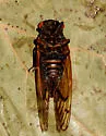 The Little 13-year Cicada - photo 2