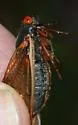 The Little 13-year Cicada - photo 3