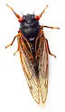 The Little 13-year Cicada - photo 4