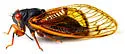 The Little 13-year Cicada - photo 5