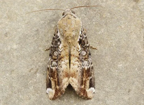 Orbed Narrow-wing - Hodges#9637.1