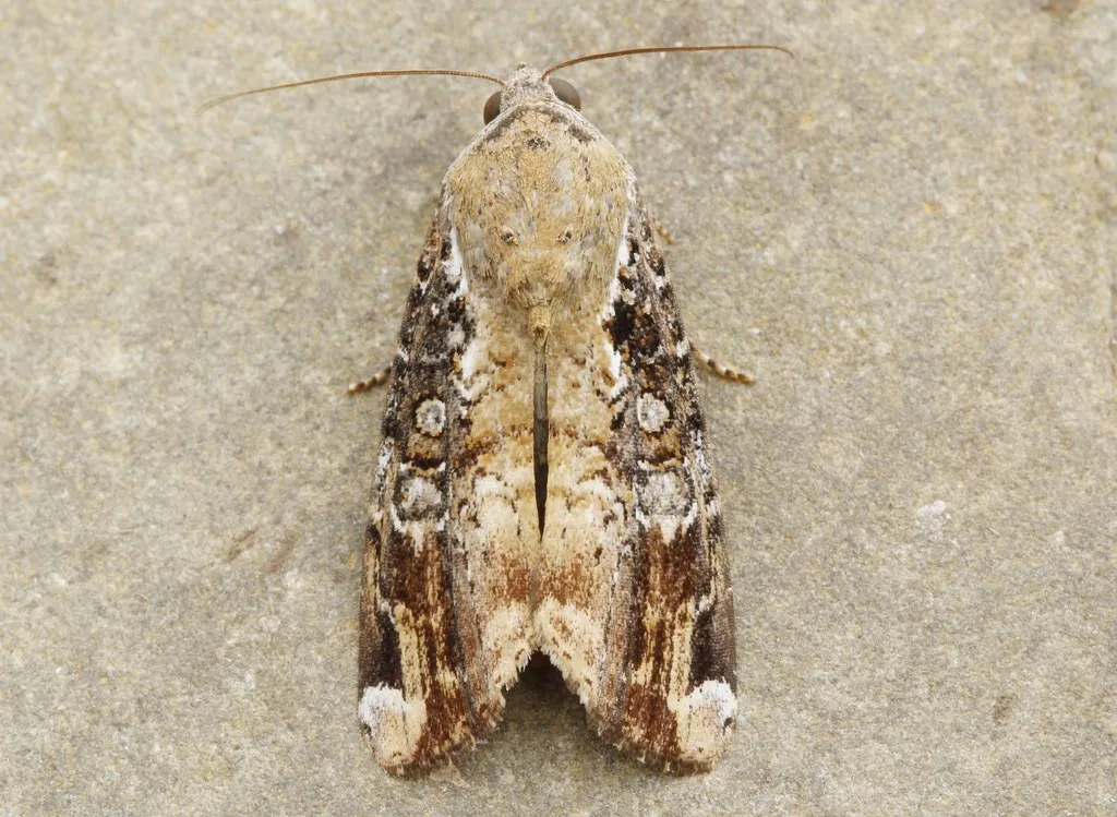 Orbed Narrow-wing - Hodges#9637.1 - photo 2