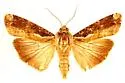 Tropical Narrow-wing - Hodges#9637 - photo 2
