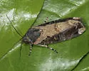 Tropical Narrow-wing - Hodges#9637 - photo 3