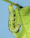 Tropical Narrow-wing - Hodges#9637 - photo 4