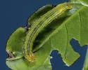 Tropical Narrow-wing - Hodges#9637 - photo 5