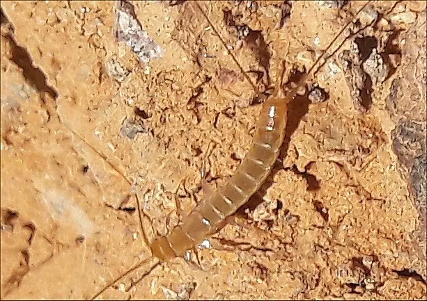 Maindroniidae - photo 2