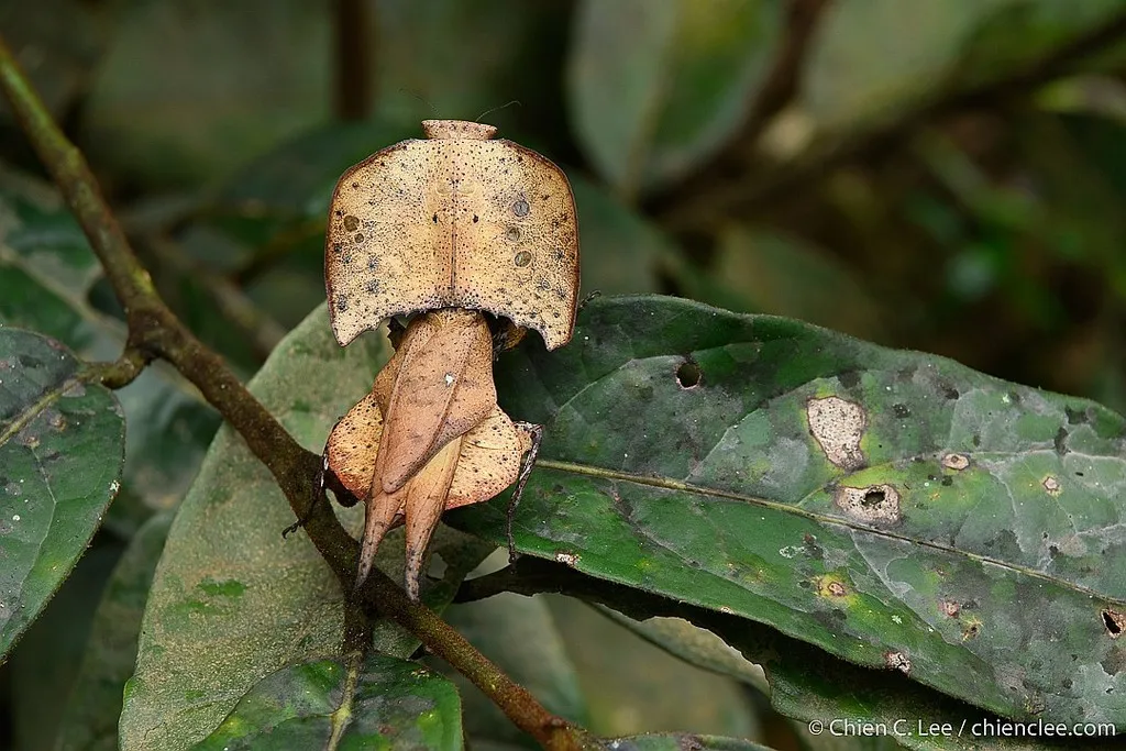Majangidae - photo 2