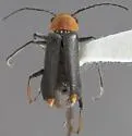 Malachius acutipennis