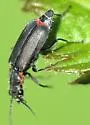 Malachius auritus - photo 2