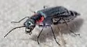 Malachius auritus - photo 3