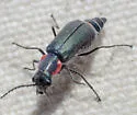 Malachius auritus - photo 4