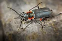 Malachius auritus - photo 5