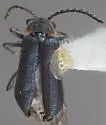 Malachius barri