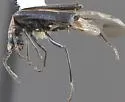 Malachius barri - photo 2