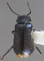 Malachius biguttulus