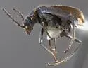 Malachius biguttulus - photo 2
