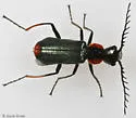 Malachius capillicornis