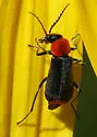 Malachius capillicornis - photo 2