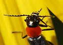 Malachius capillicornis - photo 3