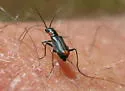 Malachius capillicornis - photo 4
