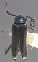 Malachius directus