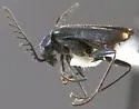 Malachius directus - photo 2